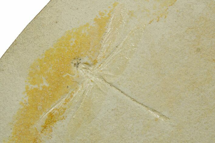 Detailed Fossil Dragonfly - Solnhofen #377591